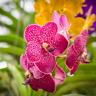 Orquídeas