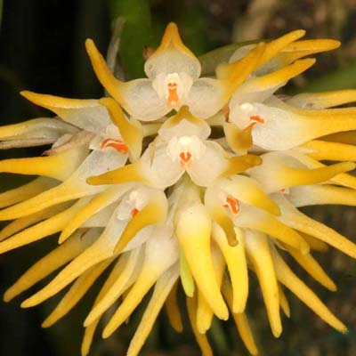 Bulbophyllum odoratissimum