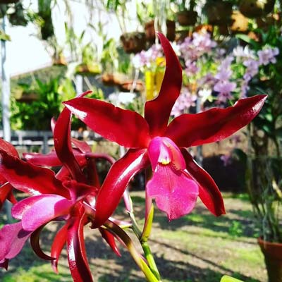 Cattlianthe chocolate drop x schomburgkia superba