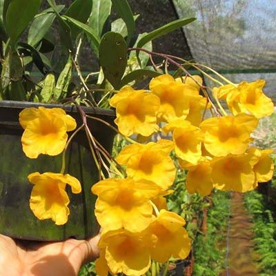Dendrobium agregatum (lindleyi)