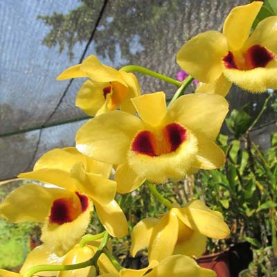 Dendrobium gatton sunray