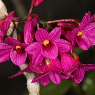 Dendrobium goldschmidtianum