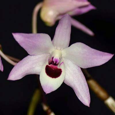 Dendrobium shixingense