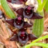 Maxillaria schunkeana (Negra)