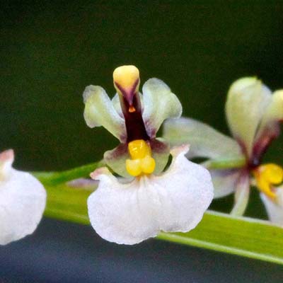 Ornithophora Radicans