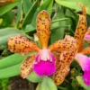 Blc durigan x cattleya granulosa