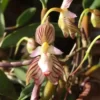 Bulbophyllum ambrosia