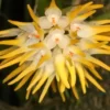 Bulbophyllum odoratissimum