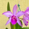 Cat. schilleriana x cat. intermédia flamea x laelia purpurata sanguinea