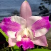 Cattleya lulu pink splash