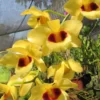 Dendrobium gatton sunray