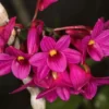 Dendrobium goldschmidtianum