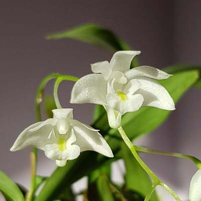 Dendrobium kingianum var. alba