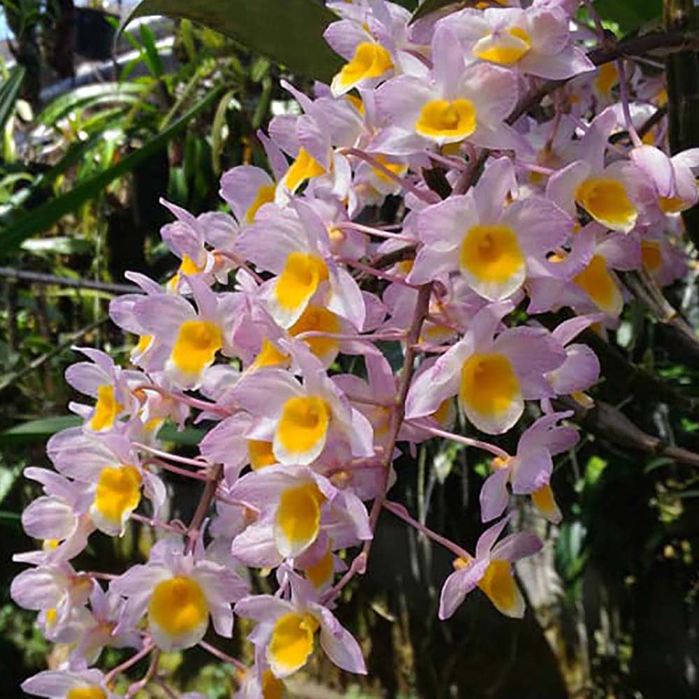 Dendrobium rosy cluster