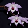 Dendrobium shixingense