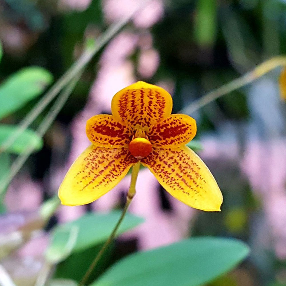 Bulbophyllum pardalatum