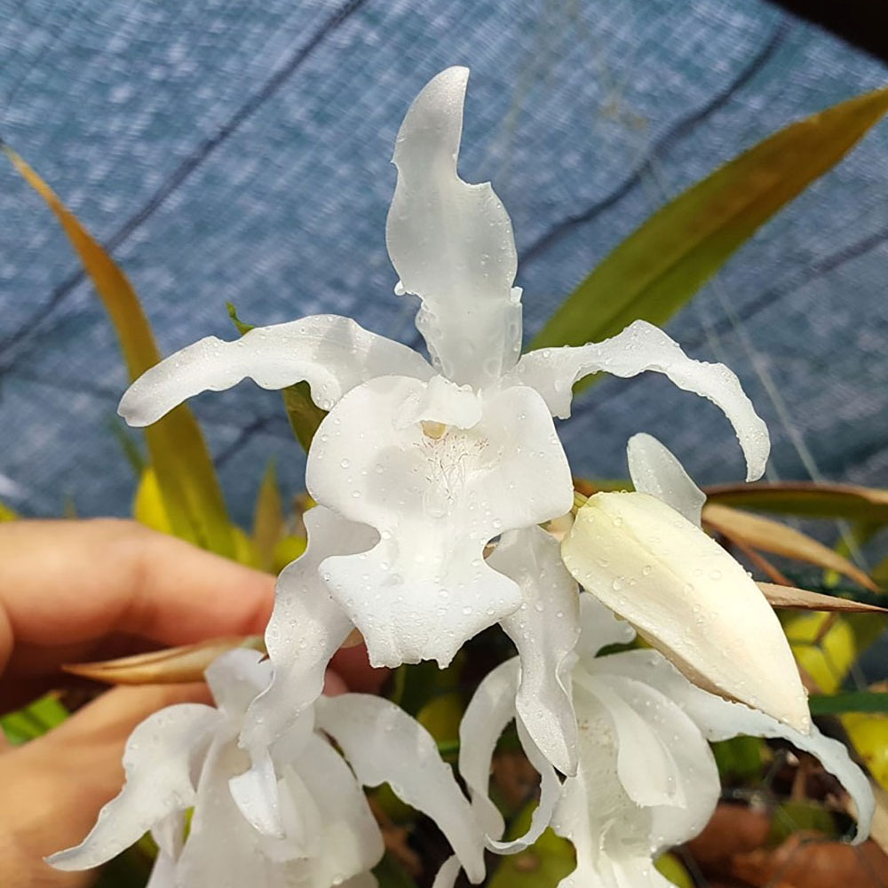 Coelogyne cristata alba