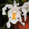 Coelogyne cristata