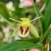 Coelogyne fimbriata