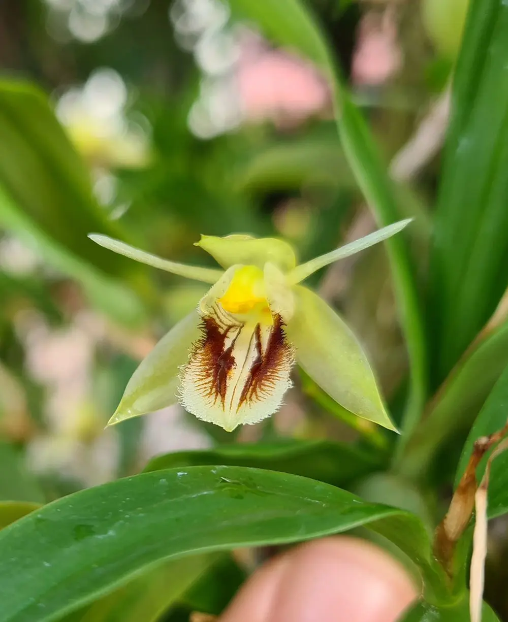 Coelogyne fimbriata