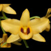 Dendrobium moschatum amarelo