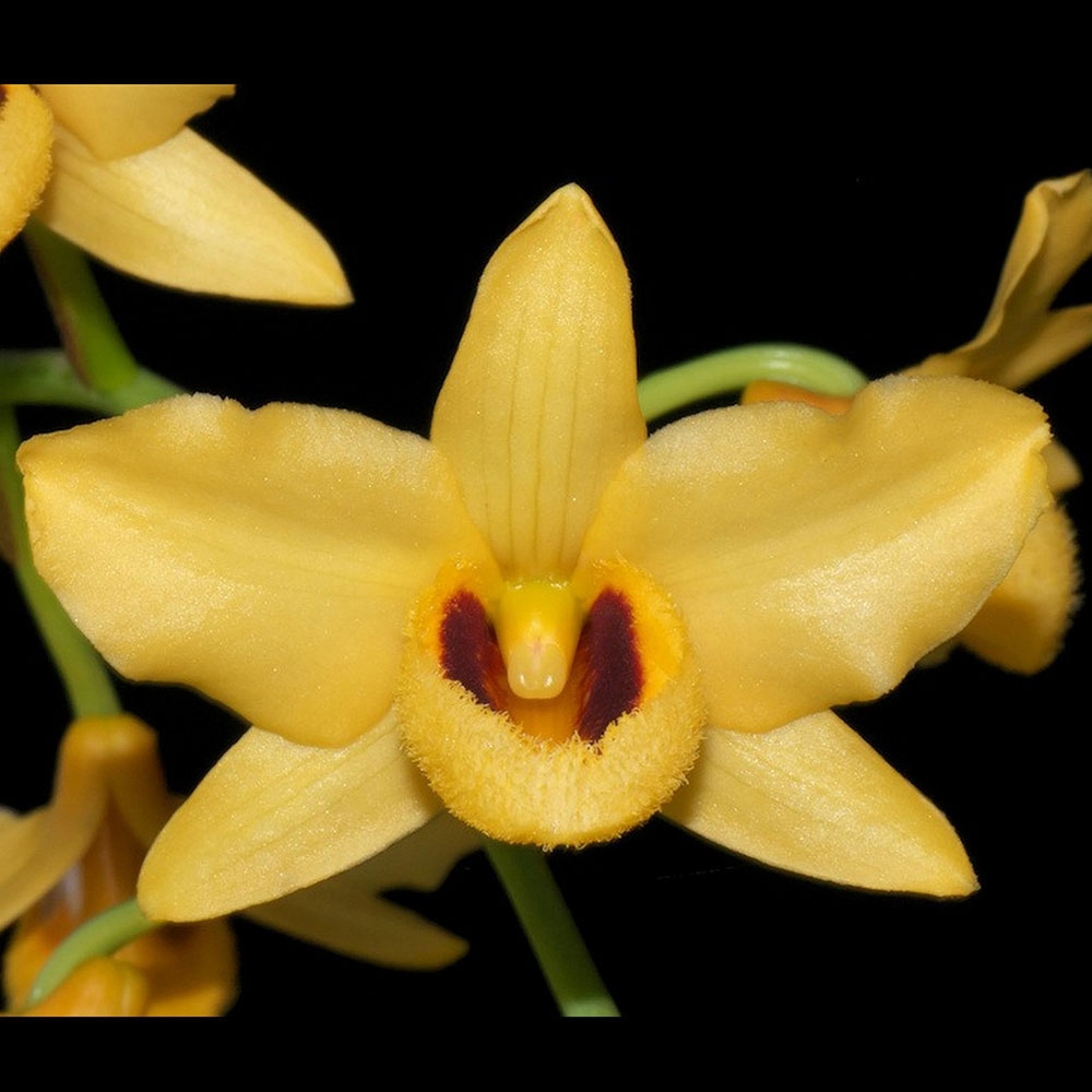 Dendrobium moschatum amarelo