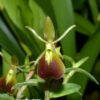 Epidendrum peperomia