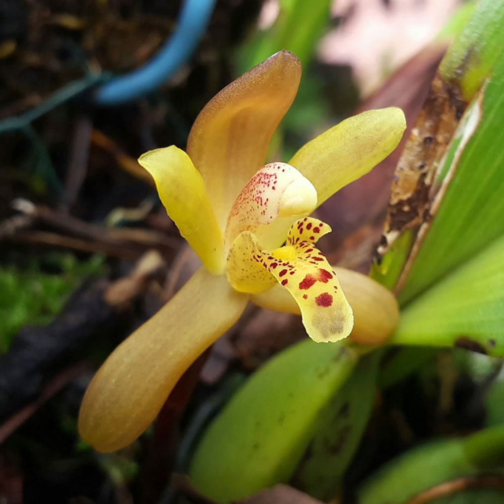 Maxillaria rufescens