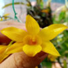 Dendrobium hancockii